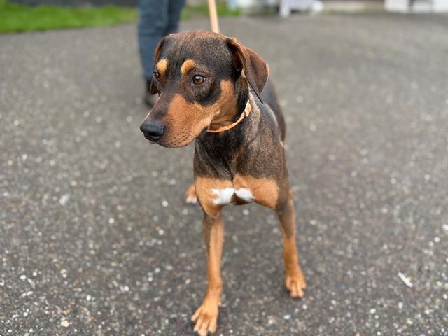 *RITA - Doberman Pinscher available for adoption