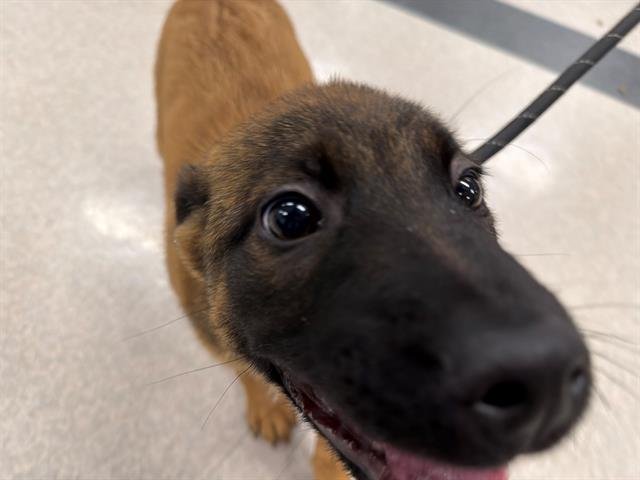 *JEDI - German Shepherd Dog available for adoption