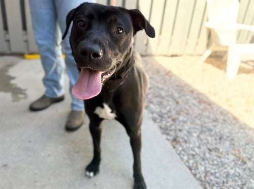 *CARLY - Pit Bull Terrier for adoption in Santa Rosa