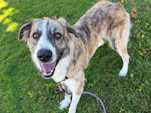 *GEMMA - Anatolian Shepherd available for adoption
