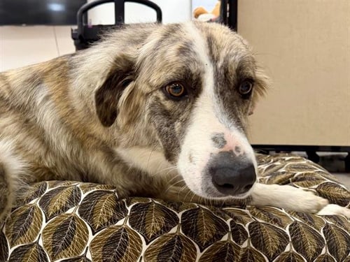 *GEMMA - Anatolian Shepherd available for adoption