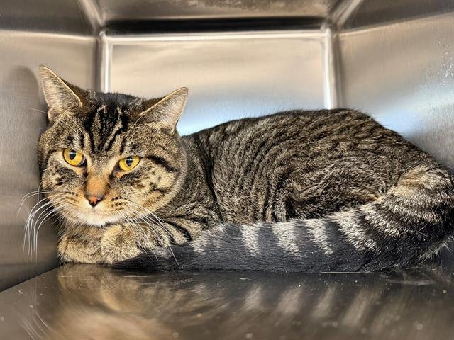 GINO - Domestic Short Hair available for adoption