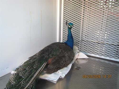 A441375 - Peacock/Pea fowl available for adoption