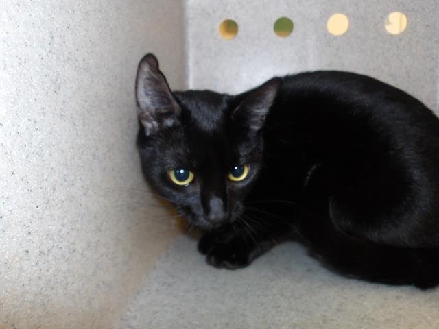 *KITTY - Domestic Medium Hair available for adoption