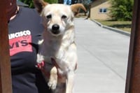 *TAQUITO - Photo 1