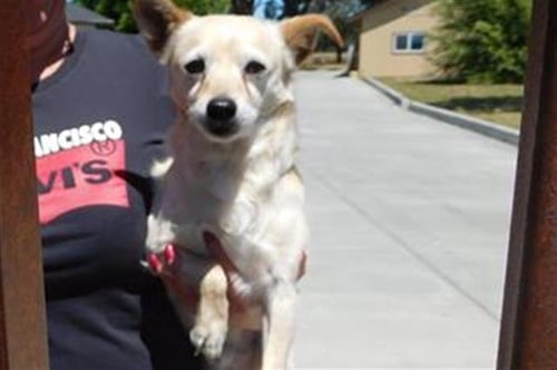 *TAQUITO - Chihuahua available for adoption