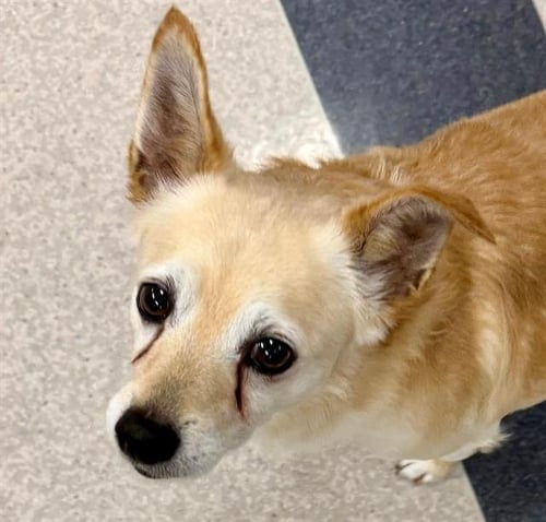 *TAQUITO - Chihuahua available for adoption