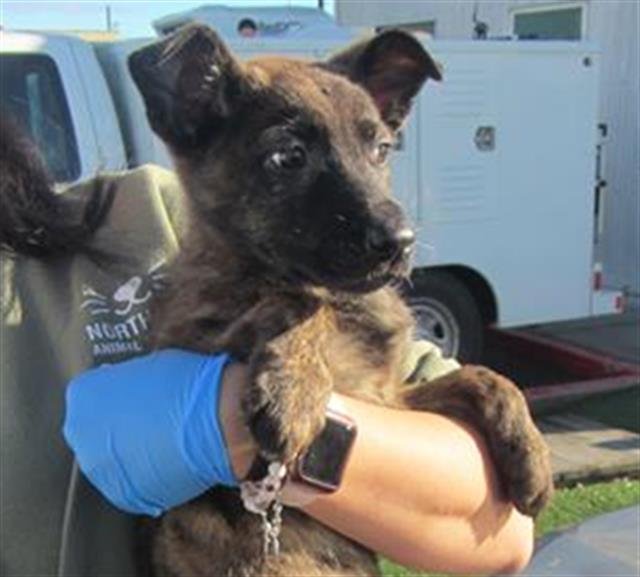 *LANIE - Belgian Shepherd Malinois available for adoption