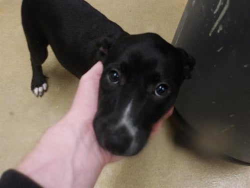*CALLIOPE - Pit Bull Terrier available for adoption