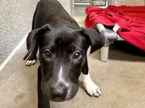 *CALLIOPE - Pit Bull Terrier available for adoption