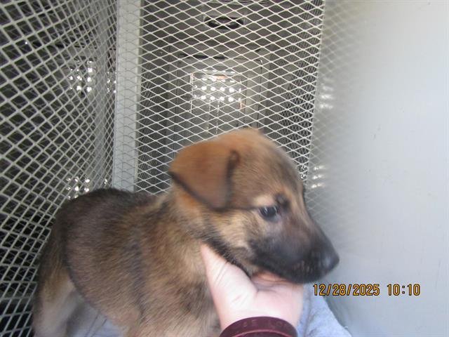 *CHAMP - Belgian Shepherd Malinois available for adoption