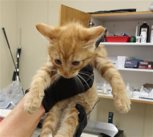 *VAN WINKLE - Domestic Medium Hair available for adoption