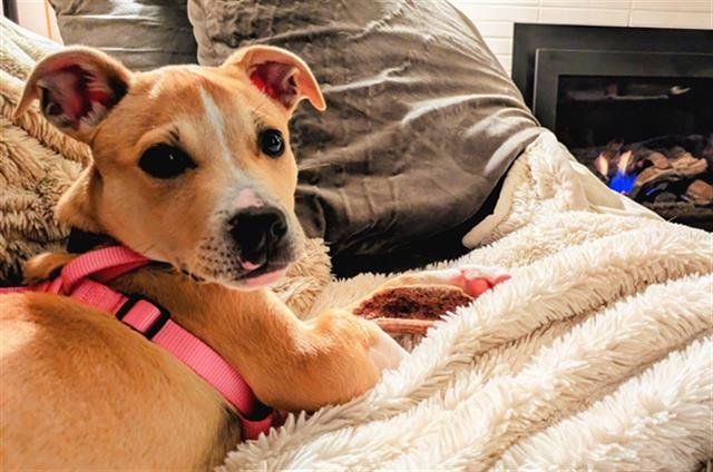 *PRINCESS BUTTERCUP - Pit Bull Terrier available for adoption