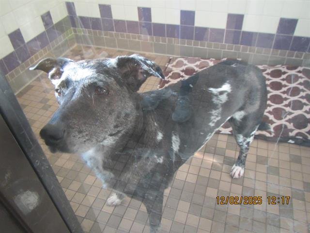 *BETHANY GLADYS - Catahoula Leopard Dog available for adoption