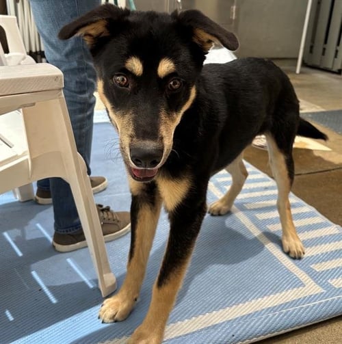 MILO - German Shepherd Dog / Siberian Husky for adoption in Santa Rosa