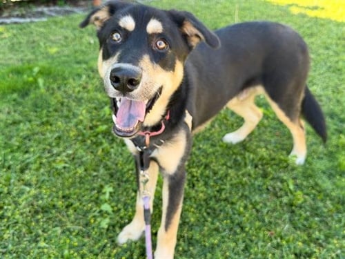 MILO - German Shepherd Dog / Siberian Husky available for adoption
