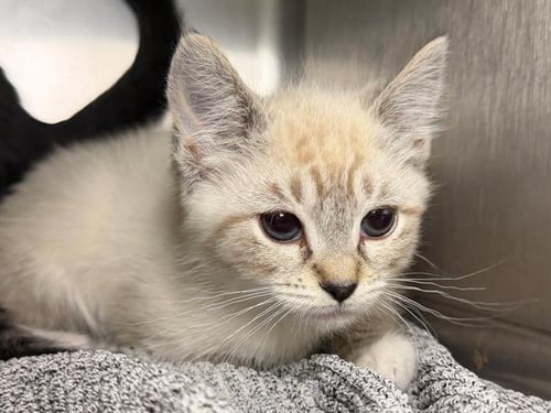 *SWEET PEA - Domestic Short Hair available for adoption