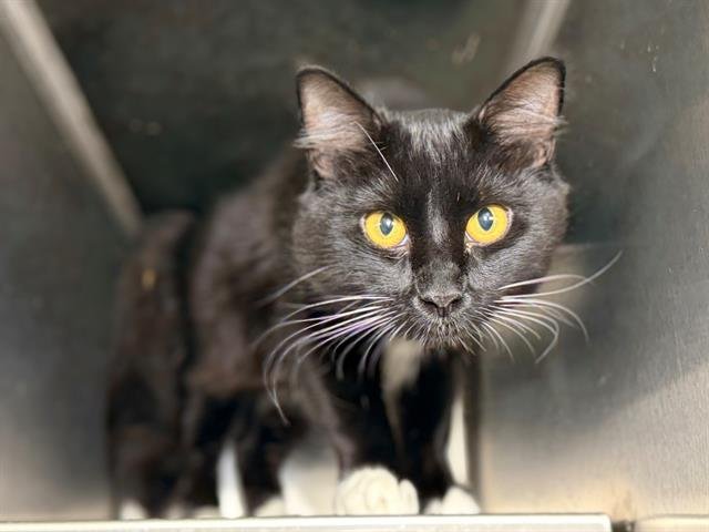 *GRAHAM - Domestic Short Hair available for adoption