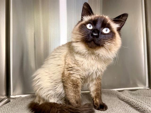 *CISCO - Siamese available for adoption