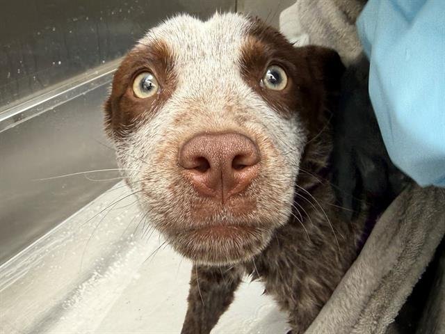 *FITCH - Australian Cattle Dog/Blue Heeler available for adoption