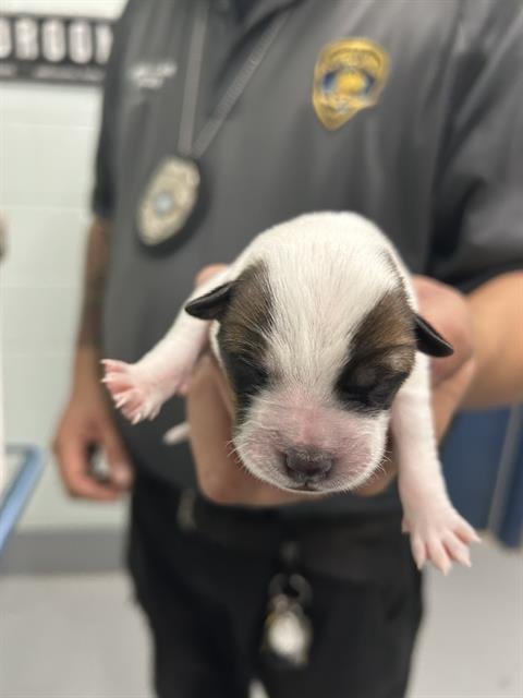 STOLI - Australian Cattle Dog/Blue Heeler available for adoption