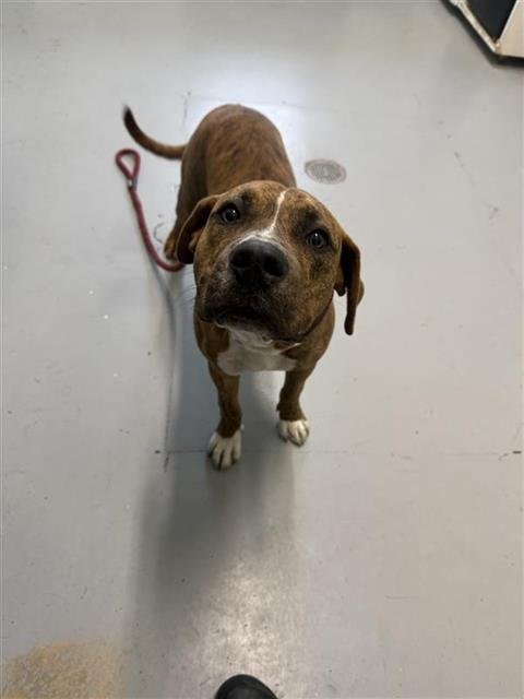 DEPP - American Pit Bull Terrier available for adoption