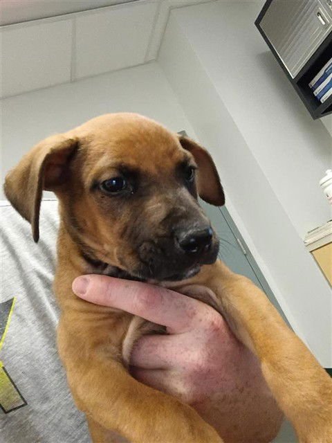 BLISS - Labrador Retriever available for adoption