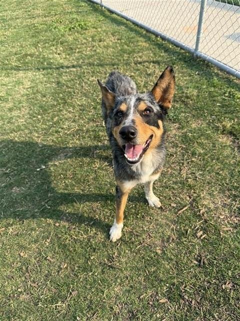 SPYDER - Australian Cattle Dog/Blue Heeler available for adoption