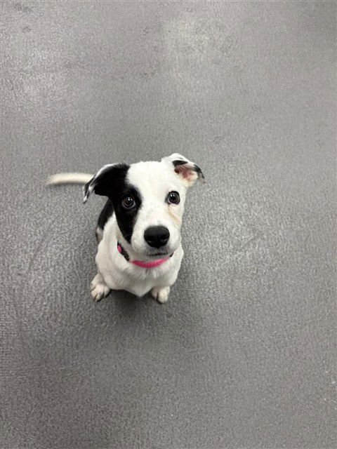 CAITLYN - Labrador Retriever available for adoption