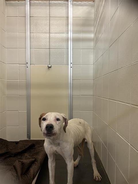 FEATHER - American Pit Bull Terrier / Labrador Retriever available for adoption