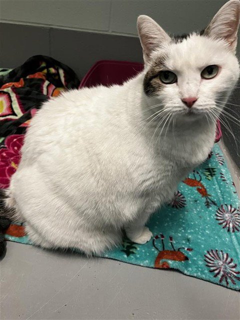 SNOWIE - Domestic Short Hair available for adoption