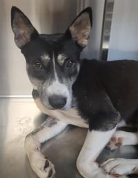 FIDO - Photo 1