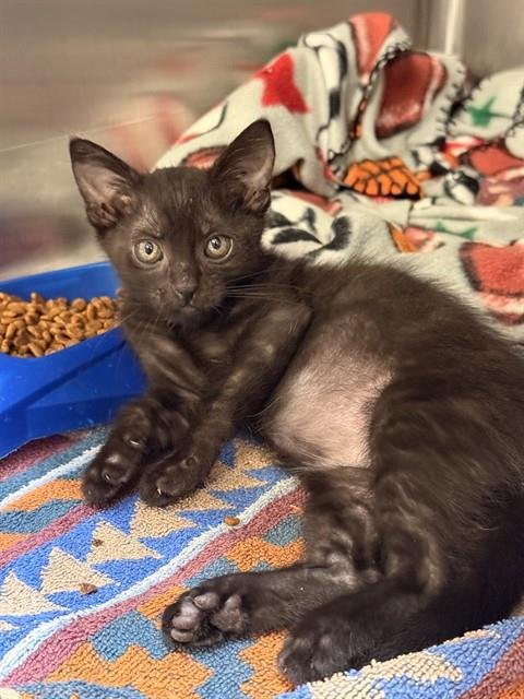 RAVEN - Domestic Short Hair available for adoption