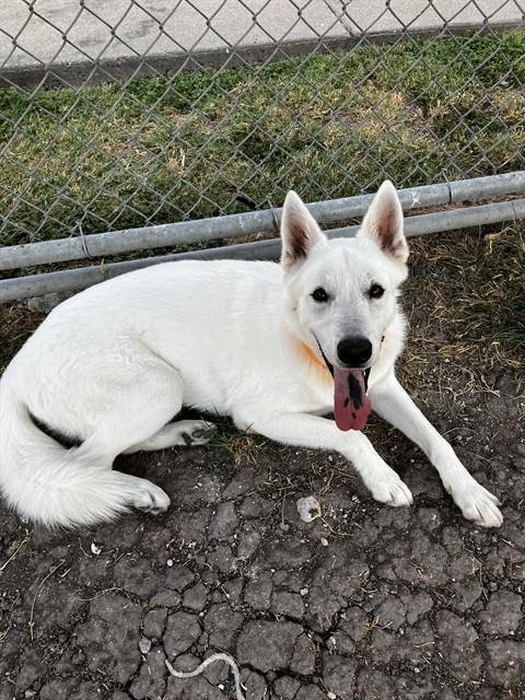 BAYMAX - Husky available for adoption