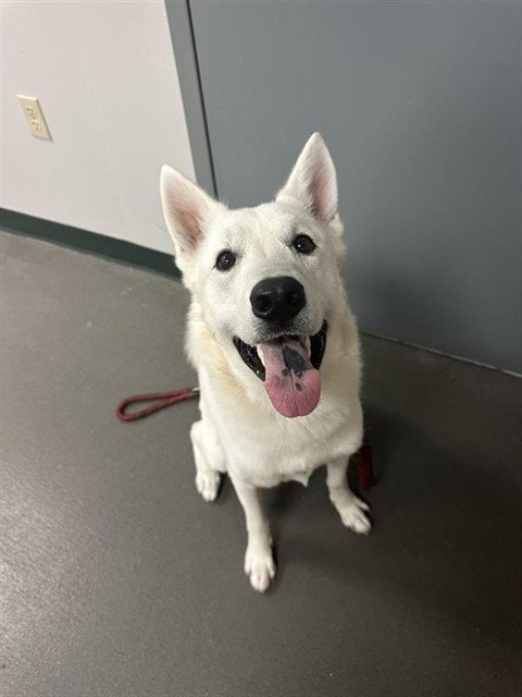 BAYMAX - Husky available for adoption