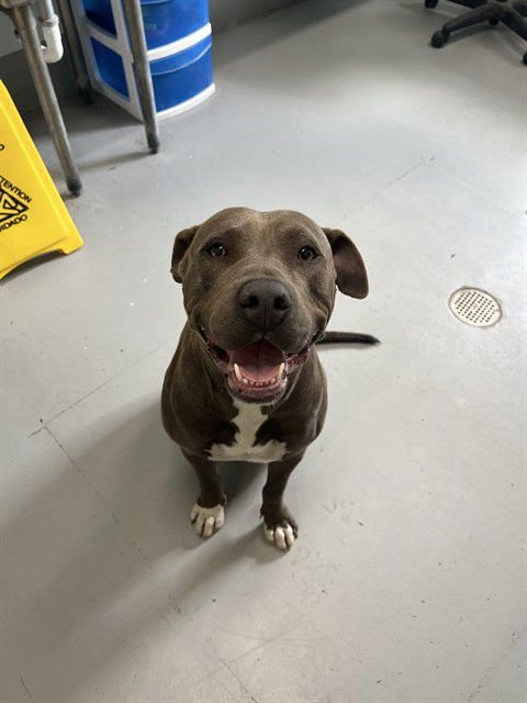 PRINCESS - American Pit Bull Terrier available for adoption