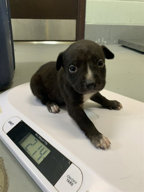 BIRCH - Labrador Retriever available for adoption