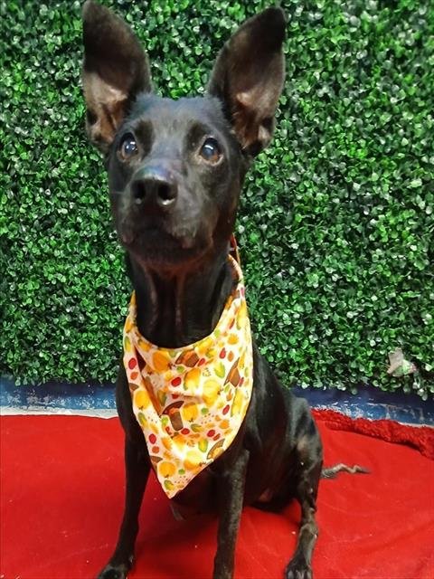 ELLIE - Rat Terrier available for adoption