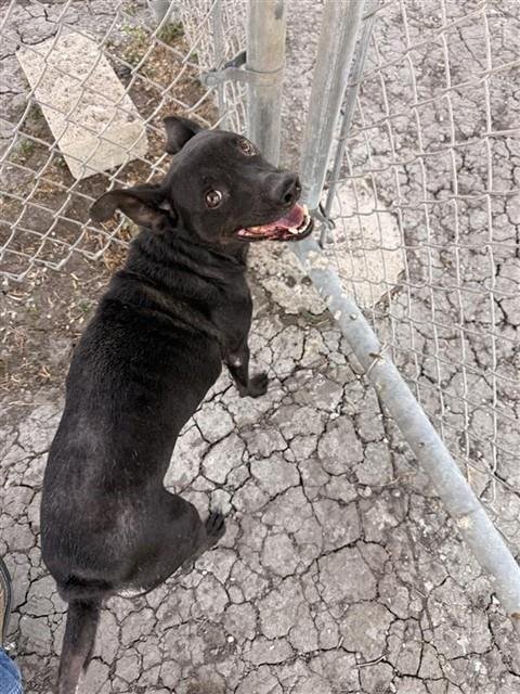 ELLIE - Rat Terrier for adoption in Corpus Christi