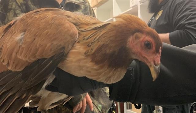 CHICKEN #15 - Chicken available for adoption