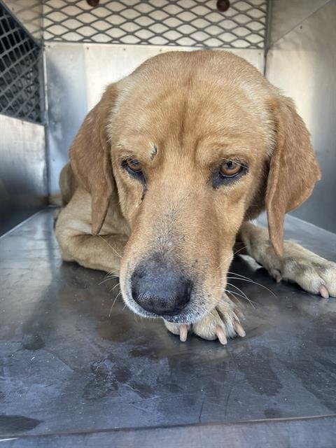 TIMMY - Labrador Retriever available for adoption