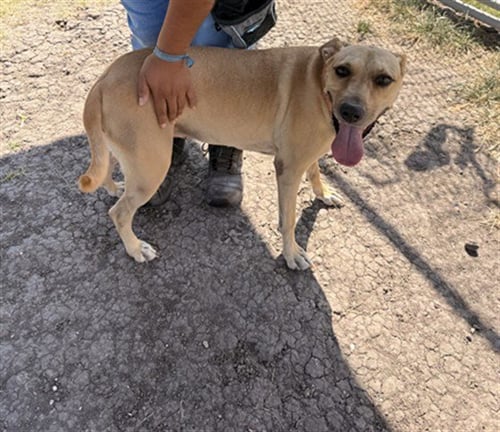 FAITH MARIE - Black Mouth Cur available for adoption