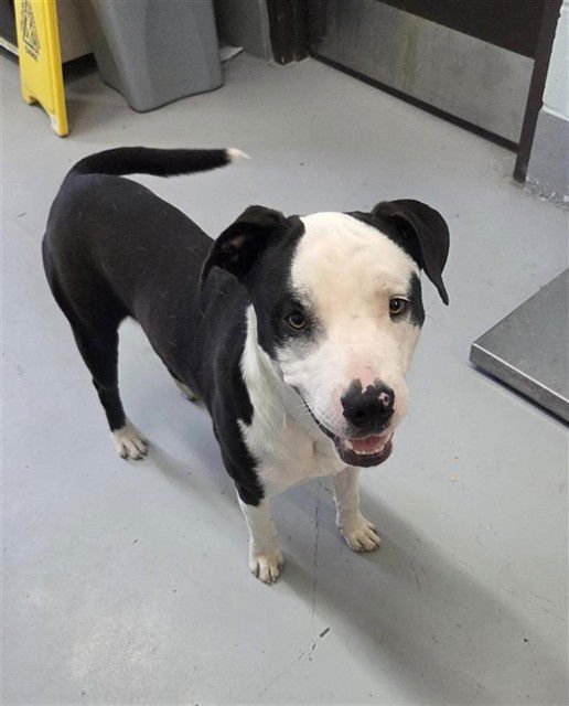 FINN - American Pit Bull Terrier for adoption in Corpus Christi