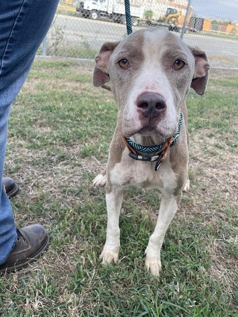 DIAMOND - American Pit Bull Terrier available for adoption