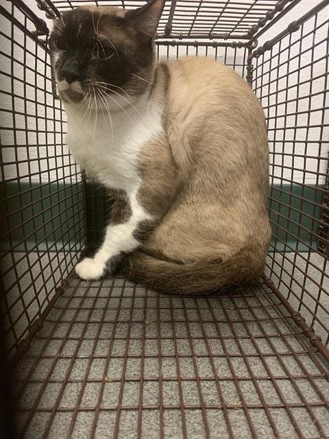 BERNY - Snowshoe available for adoption