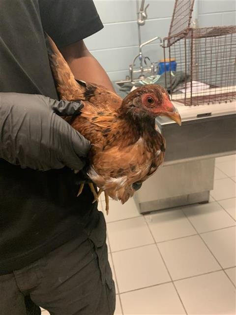 CHICKEN #14 - Chicken available for adoption