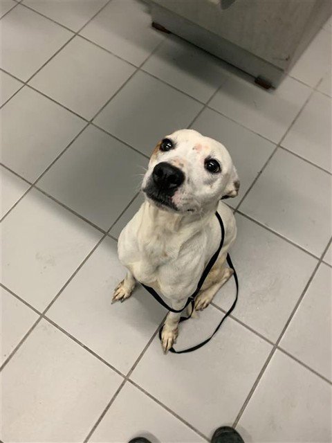 SEALY WEALY - American Pit Bull Terrier available for adoption