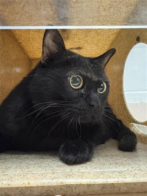 JERRY - Domestic Short Hair available for adoption