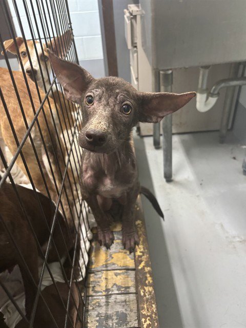 CLOVER - Labrador Retriever available for adoption