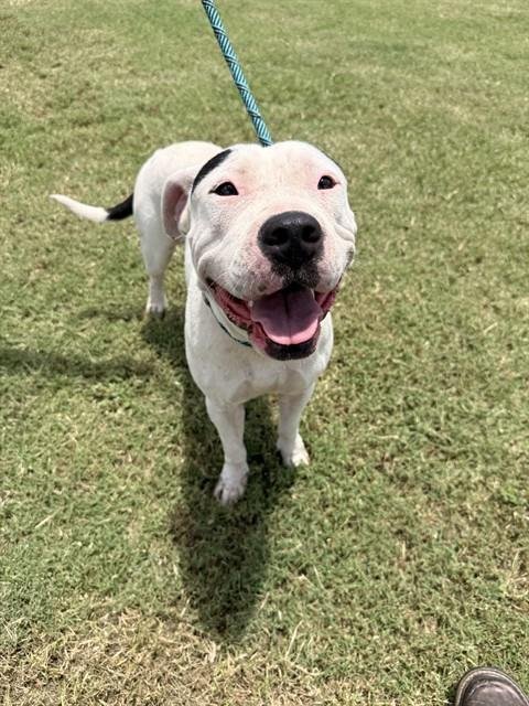 COCO - American Pit Bull Terrier available for adoption